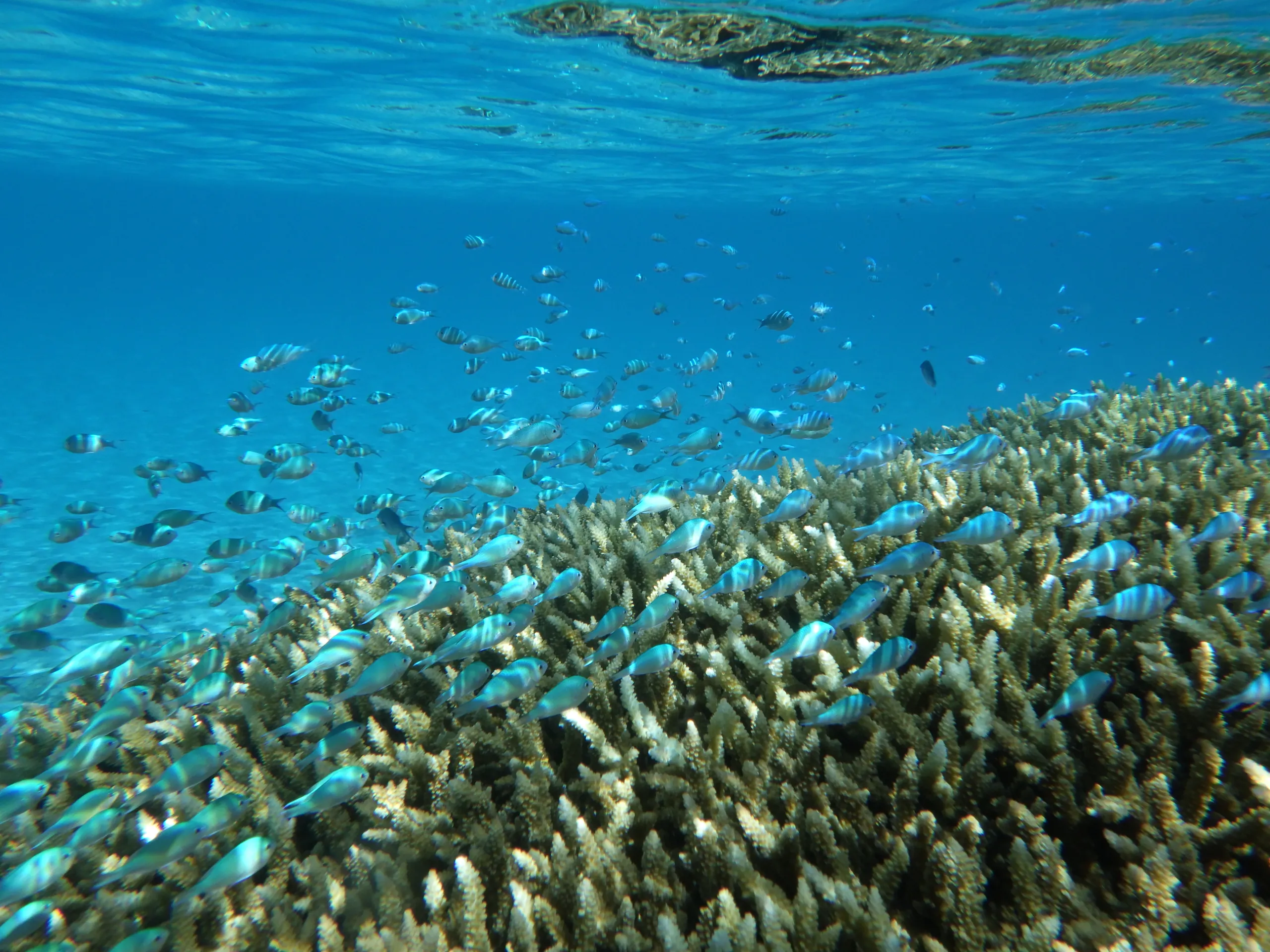 Turquoise ocean and reef scene